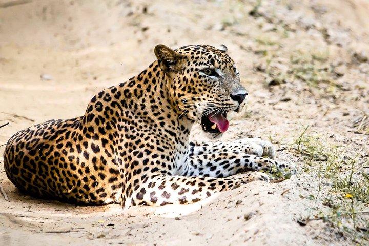 Safari privé Yala Leopard : Naturalist & More