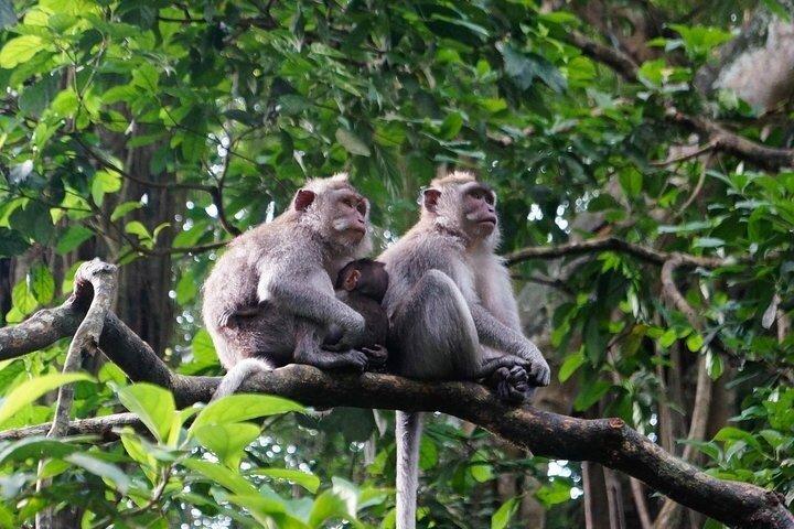 Bali：バティックワークショップ＆ウブド体験-プライベートオールインクルーシブ