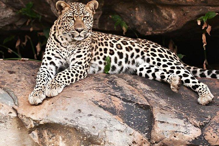 ジョードプル：ジャワイサファリ、クンバルガル城、ラナクプル寺院日帰りツアー
