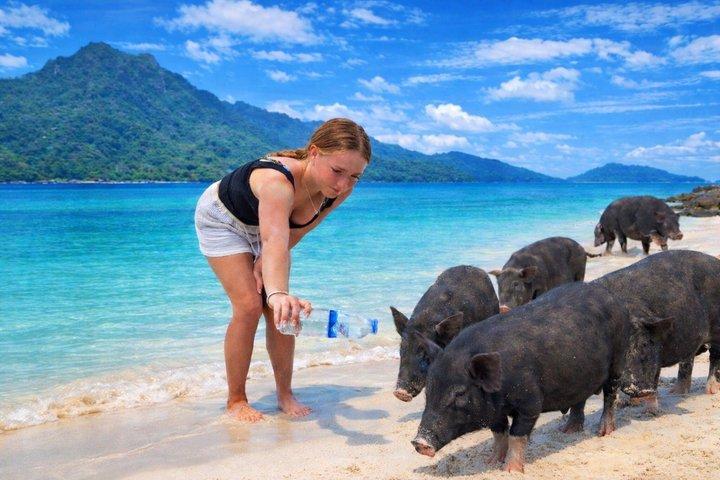ピッグアイランド、シュノーケリング、プライベートロングテールボート（タイ現地体験）