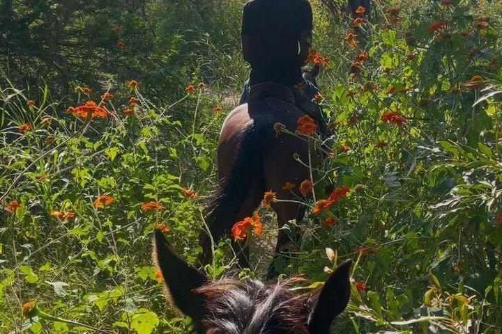 ビクトリアフォールズ小グループ乗馬村体験