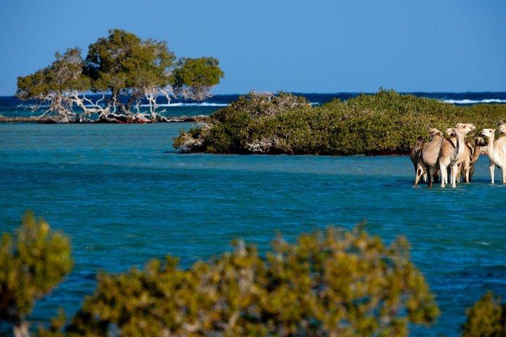 Sharm El Luli Beach Tagesausflug mit Schnorchelabenteuer