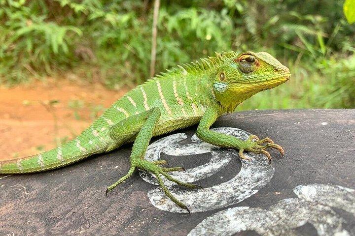 アウンガラ,コスゴダ,ベントタ,ベルワラからヤラ国立公園