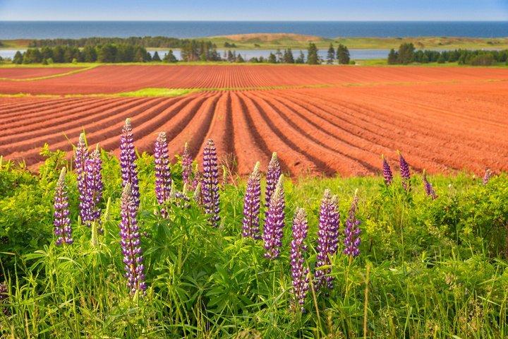 Anne of Green Gables e PEI North Shore Tour de ônibus