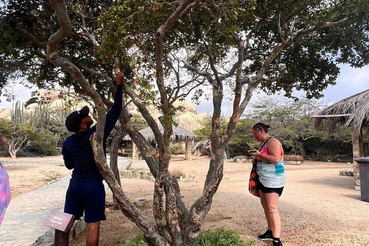 Aruba Private Jeep Tour with Local Guide