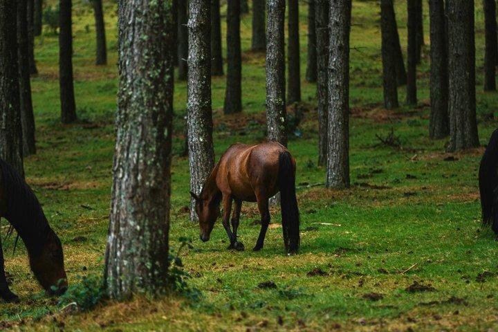Gerês 4x4 Tour & Reiten Premium Experience