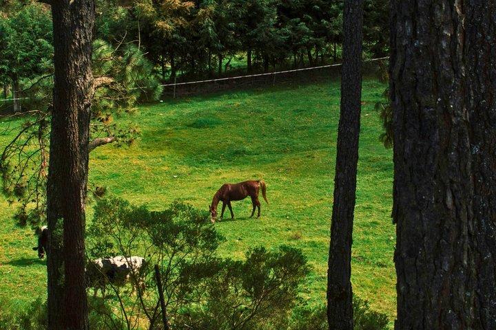Gerês 4x4 Tour & Reiten Premium Experience