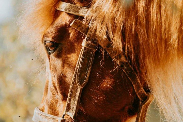 Gerês 4x4 Tour & Reiten Premium Experience