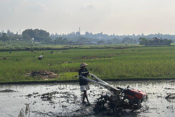 ジョグジャカルタ：自転車ツアー、陶器、博物館、村々サイクリング、ランチ