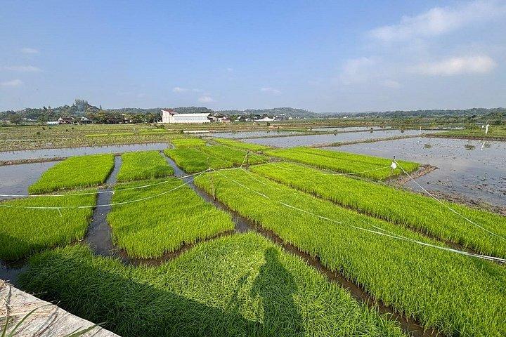 ジョグジャカルタ：自転車ツアー、陶器、博物館、村々サイクリング、ランチ