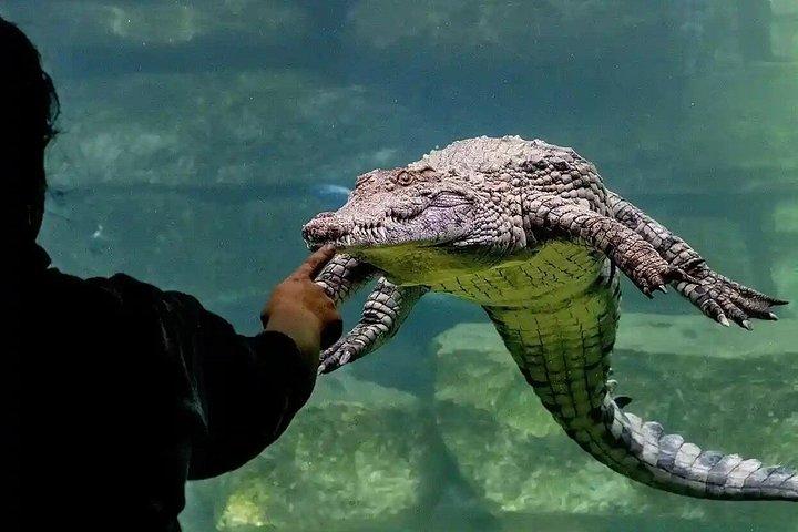 Dubai Crocodile Park Entry Ticket Discover Crocodiles Up Close