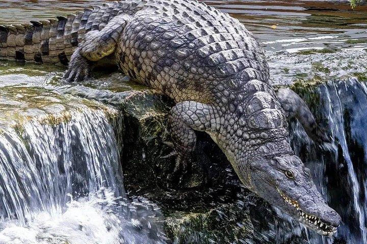 Dubai Crocodile Park Entry Ticket Discover Crocodiles Up Close