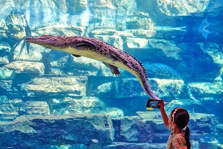Dubai Crocodile Park Entry Ticket Discover Crocodiles Up Close