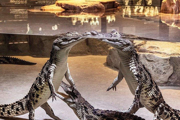 Dubai Crocodile Park Entry Ticket Discover Crocodiles Up Close