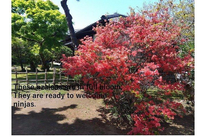 Ninja Explores Old Samurai Residences in Sakura
