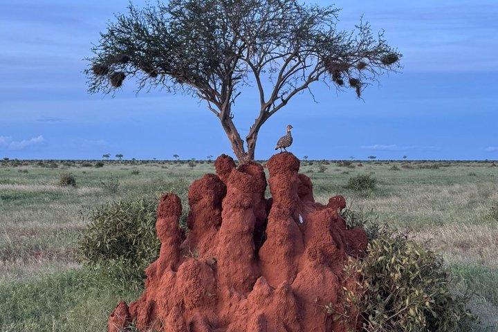 Elky Tours 2 Days Tsavo East Tour
