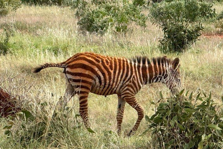 Elky Tours 2 Days Tsavo East Tour