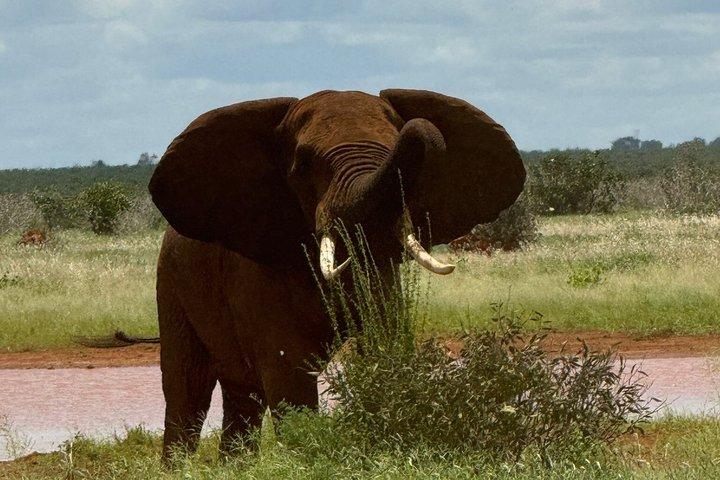 Elky Tours 2 Days Tsavo East Tour