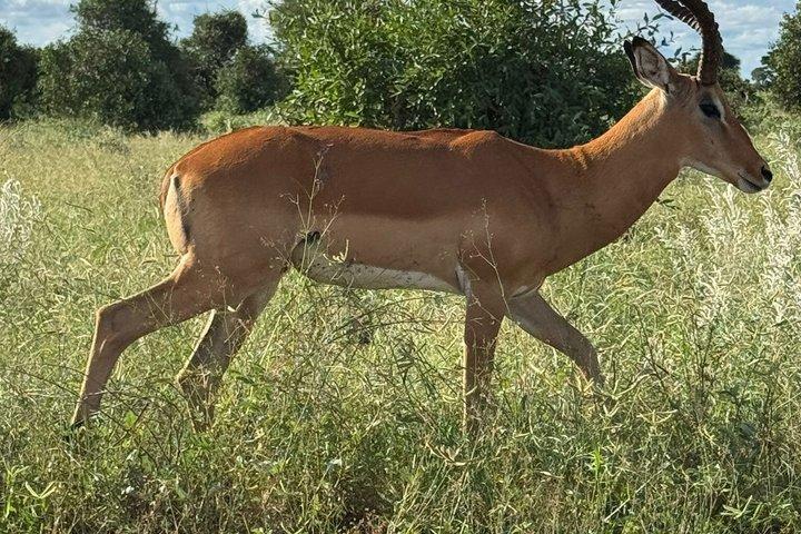 Elky Tours 2 Days Tsavo East Tour