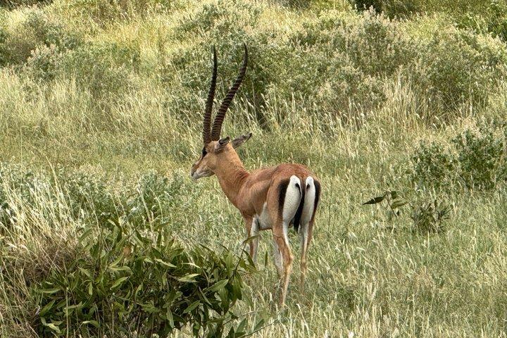 Elky Tours 2 Days Tsavo East Tour
