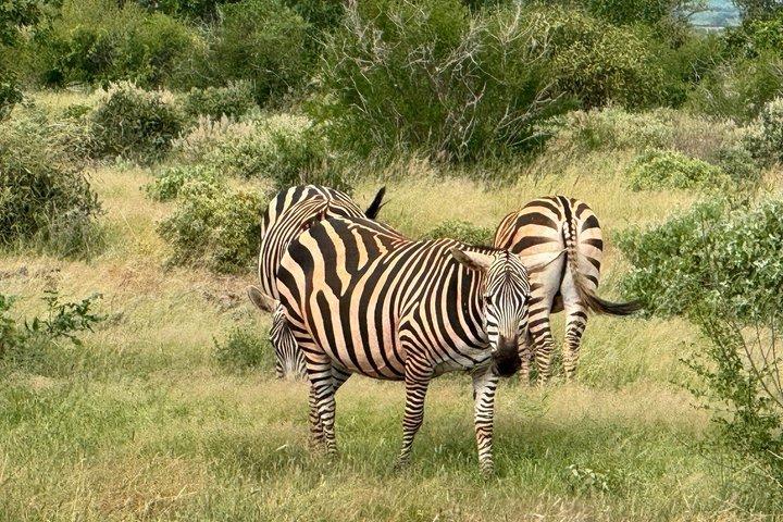 Elky Tours 2 Days Tsavo East Tour