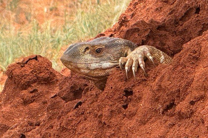 Elky Tours 2 Days Tsavo East Tour