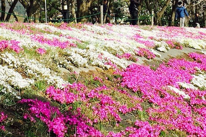 富士山ツアー：忠霊塔、大石公園＆伝統の里