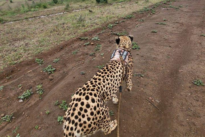 Cheetah Experience