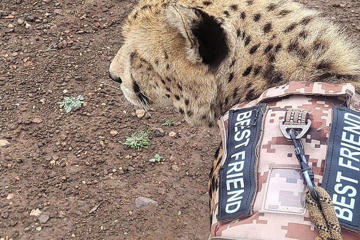 Cheetah Experience