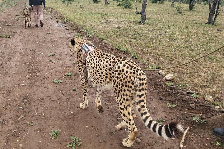 Cheetah Experience