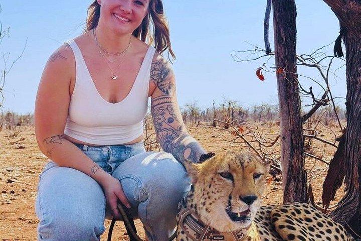 Cheetah Experience