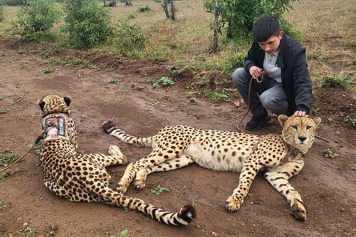 Cheetah Experience