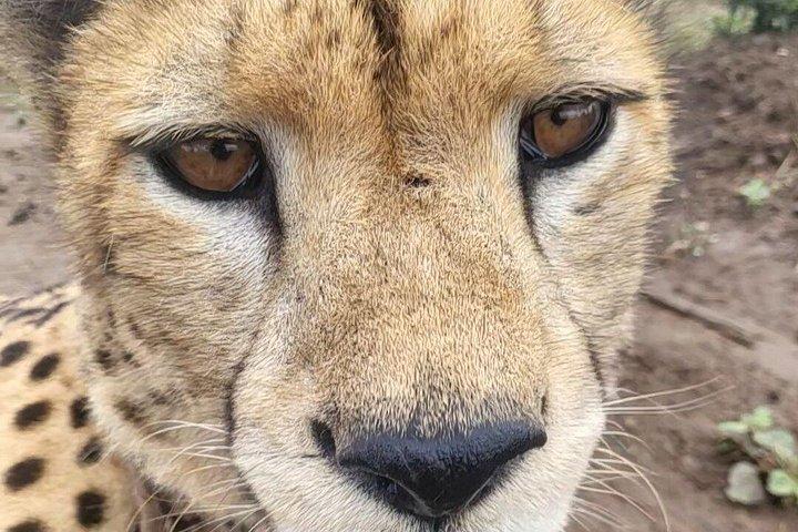 Cheetah Experience