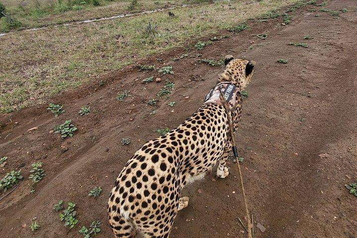 Cheetah Experience