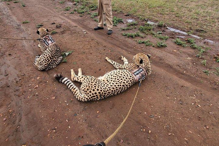 Cheetah Experience