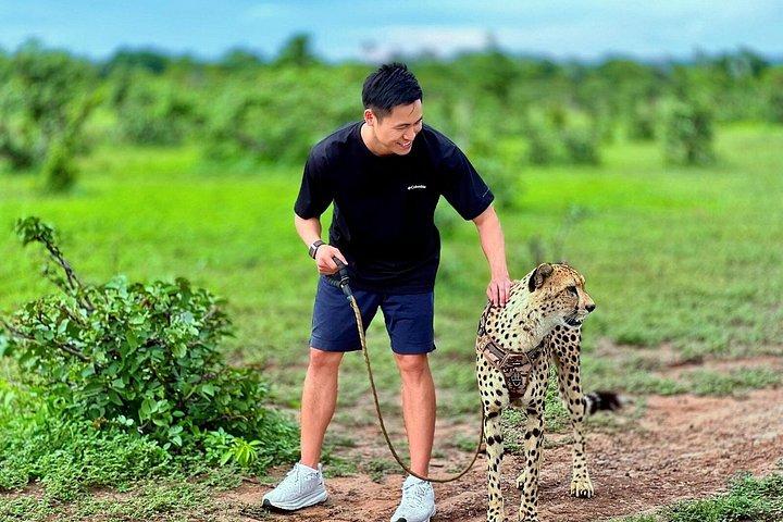 Cheetah Experience
