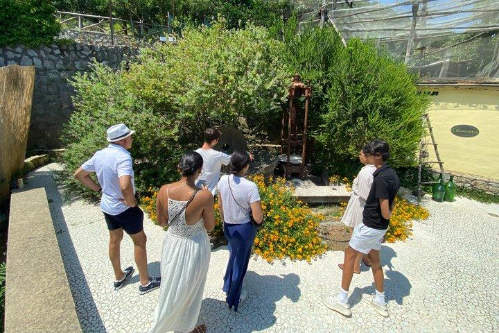 Olive oil tasting in Sorrento