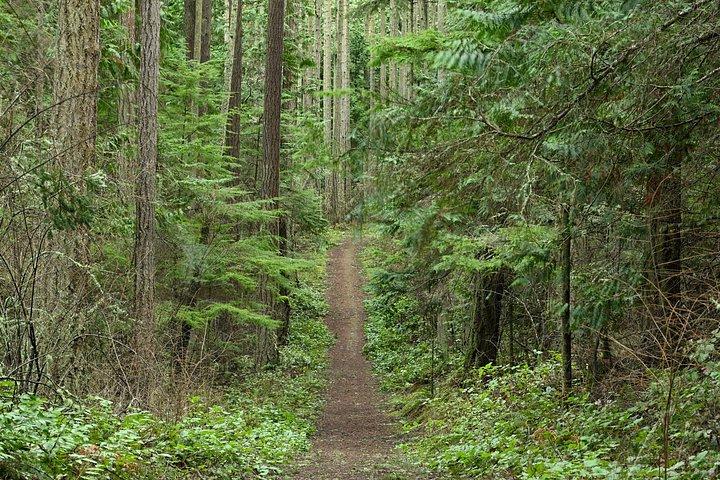 Scenic Hike with Stunning Views through Lush Forest Landscapes