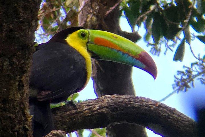 Birding spot in Monteverde: Guide + HD Scope & Binoculars+Photos