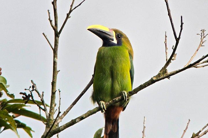 Birding spot in Monteverde: Guide + HD Scope & Binoculars+Photos