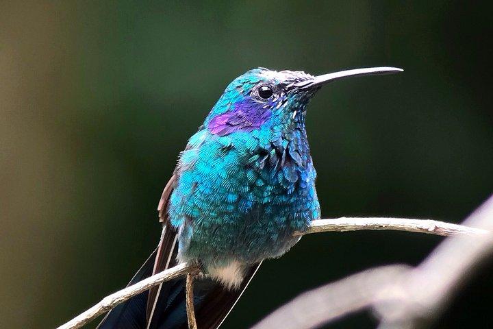 Birding spot in Monteverde: Guide + HD Scope & Binoculars+Photos