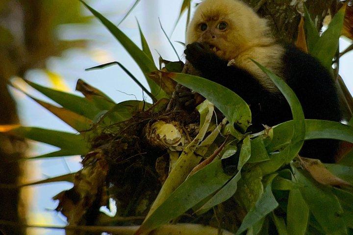 Birding spot in Monteverde: Guide + HD Scope & Binoculars+Photos