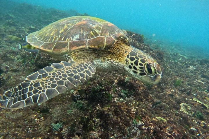 Excursão de um dia e atividades na ilha de Nusa Penida