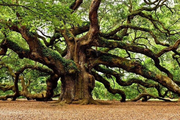 Hoteller i nærheden af Angel Oak, Tea Garden and Vineyard