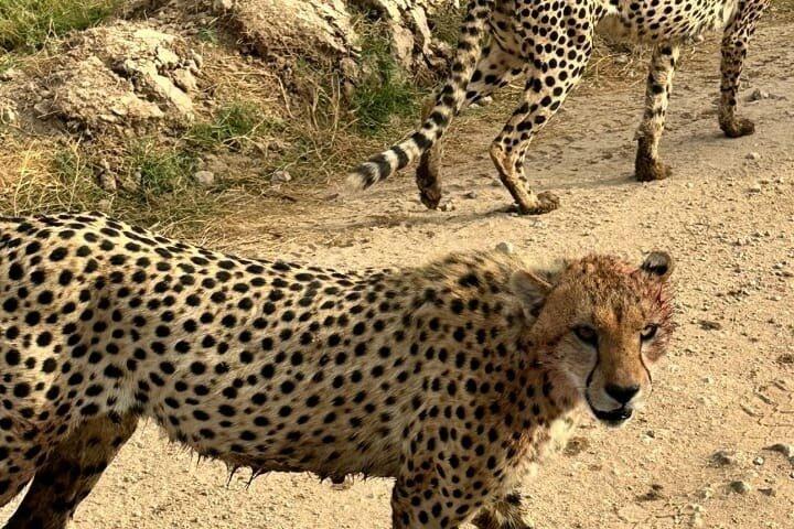 2 Tage Magical Masai Mara Fly in Safari