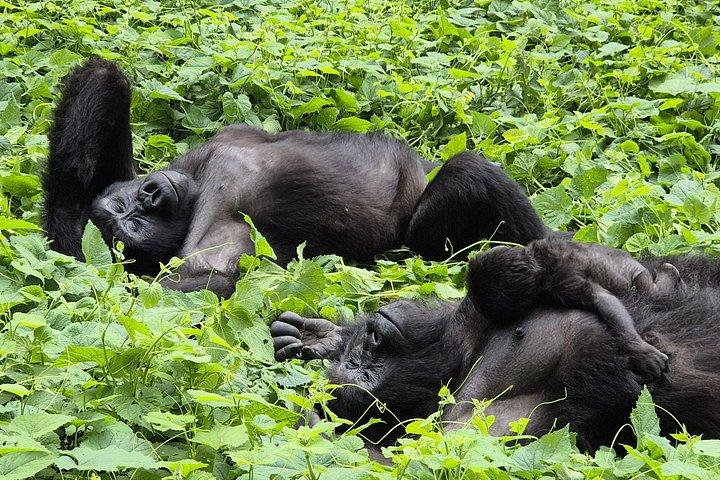 1 Day Mountain Gorilla Trekking Experience