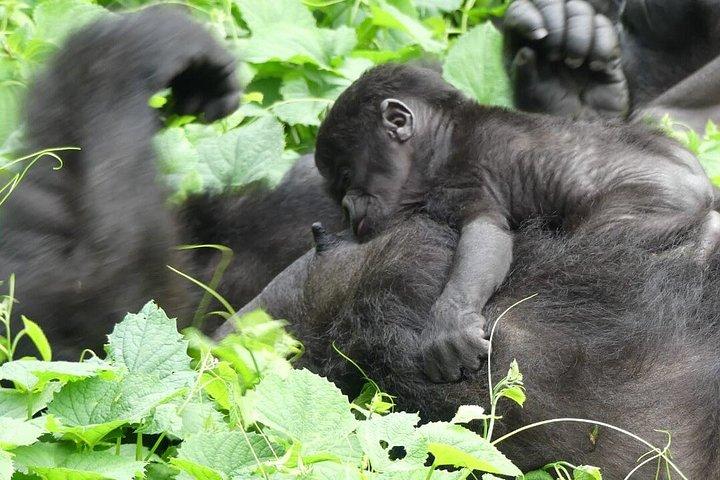 1 Day Mountain Gorilla Trekking Experience