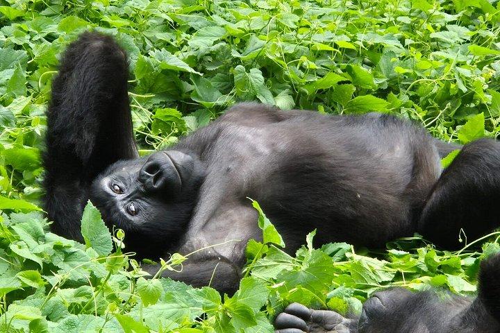 1 Day Mountain Gorilla Trekking Experience