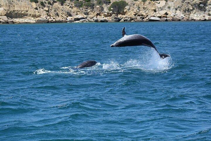 ラゴス：ベナジル洞窟とイルカウォッチングのコンボツアー、海洋生物学者