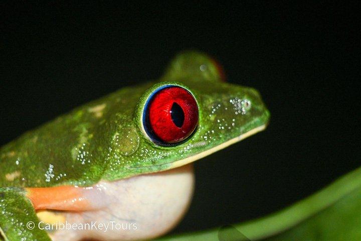 カフイタ自然散歩